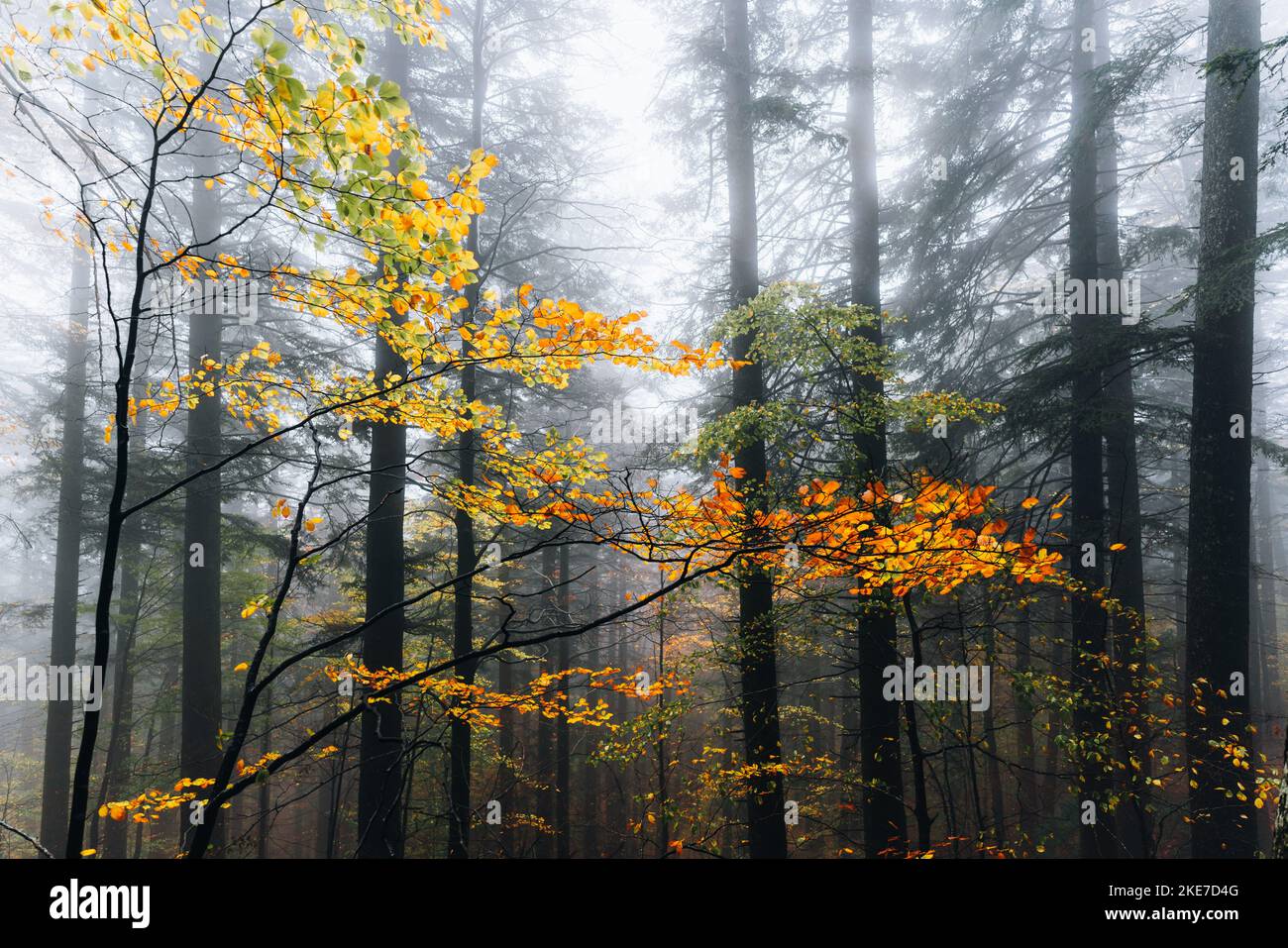 Foreste Casentinesi, forêt en automne, humeur mystérieuse Banque D'Images
