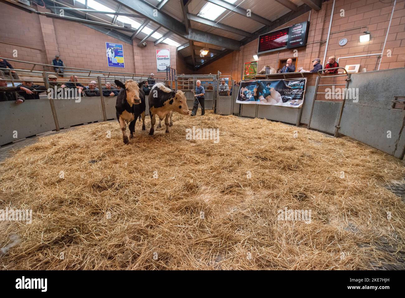 Bétail mis aux enchères sur le marché du bétail de Carmarthen Banque D'Images