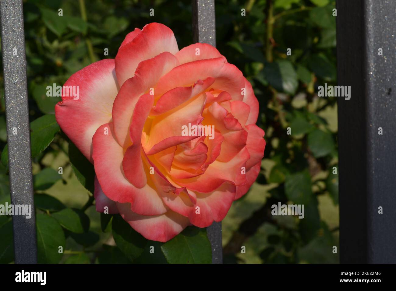 La tête de fleur rose très ouverte émerge des barres de la grille en fer du jardin sous la lumière du soleil. Banque D'Images