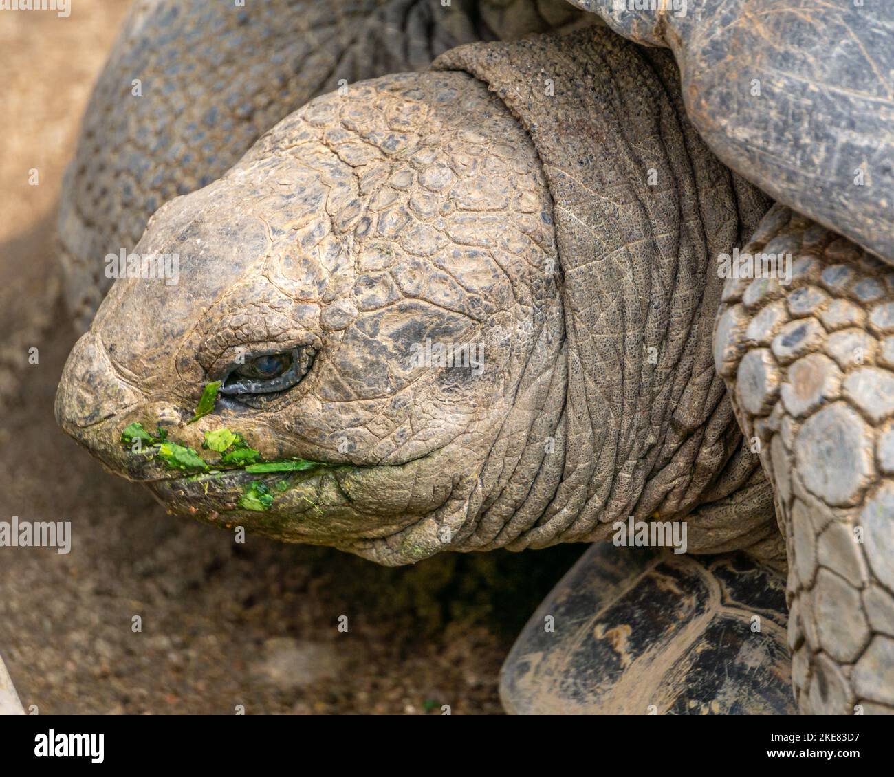 Photo macro d'une tortue géante Galápagos (nom scientifique : Chelonoidis niger) Banque D'Images