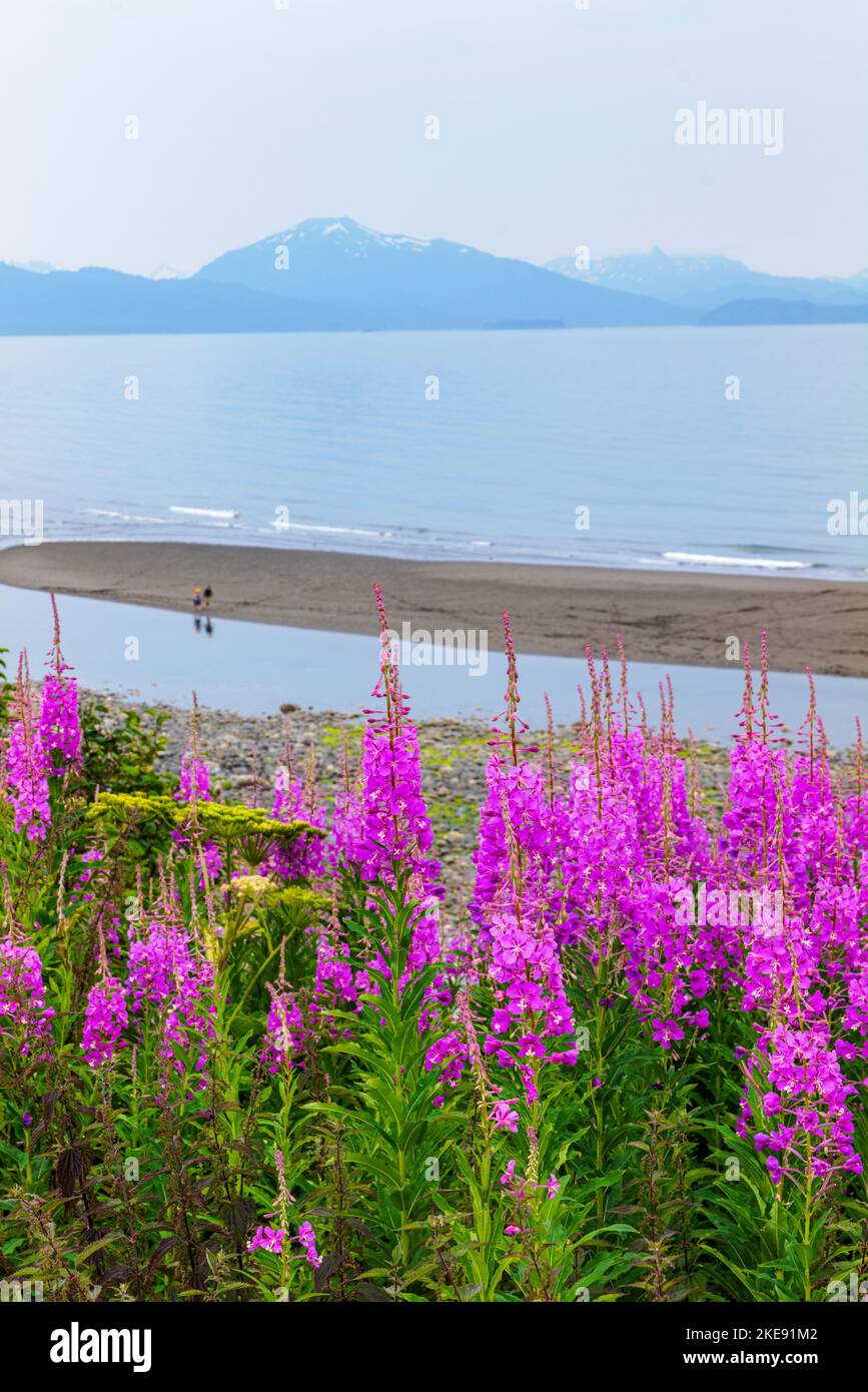 Fleurs sauvages de l'herbe à feu; Chamaenerion angustifolium; foggy; brumeux; vue; Kachemak Bay; Kenai Mountains; Homer; Alaska; États-Unis Banque D'Images