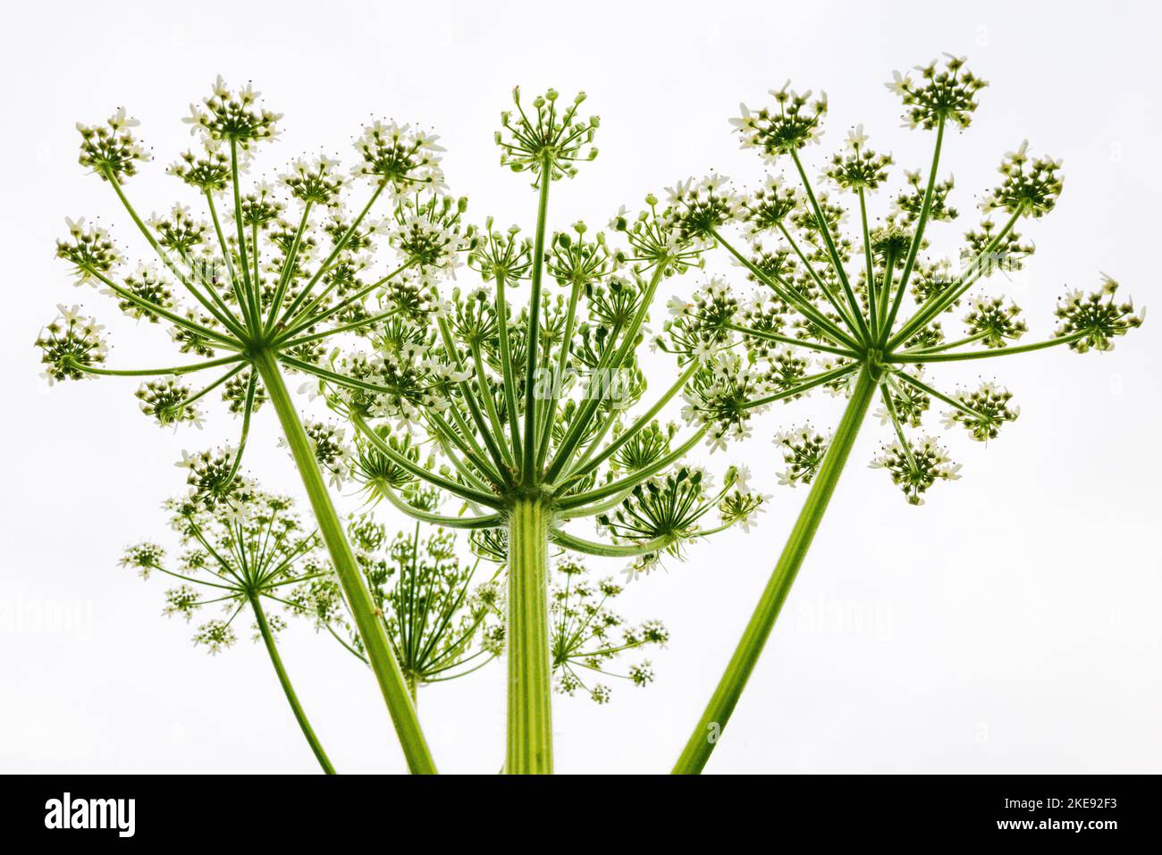 Parsnip de vache; Heracleum lanatum; persil; Apiaceae; Parc de loisirs d'État d'Eveline; Homer; Alaska; États-Unis Banque D'Images