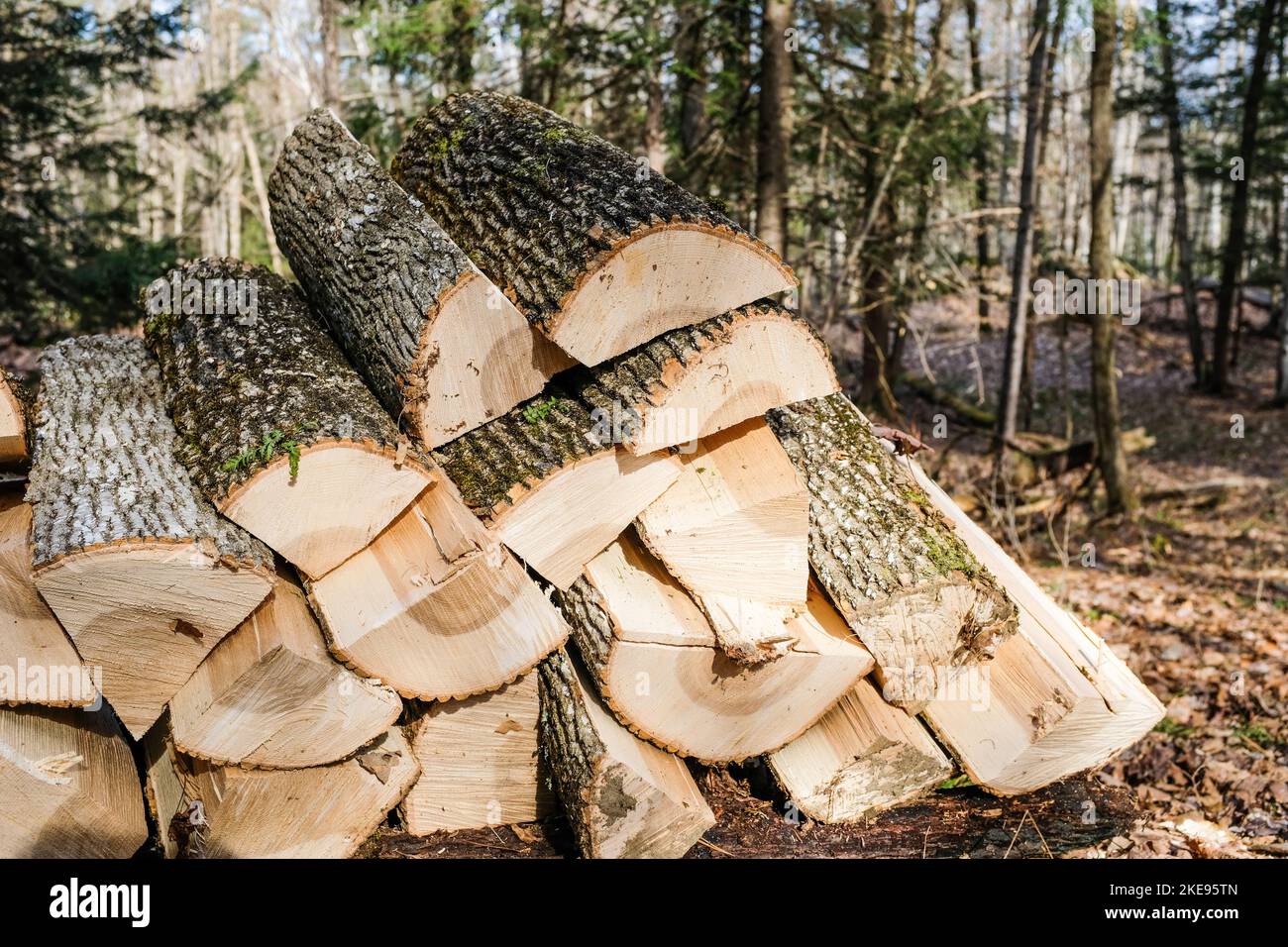 Pile de bois de chauffage de frêne, Montpelier, VT, États-Unis, coupée pour éviter l'infestation de l'agrile du frêne. Banque D'Images
