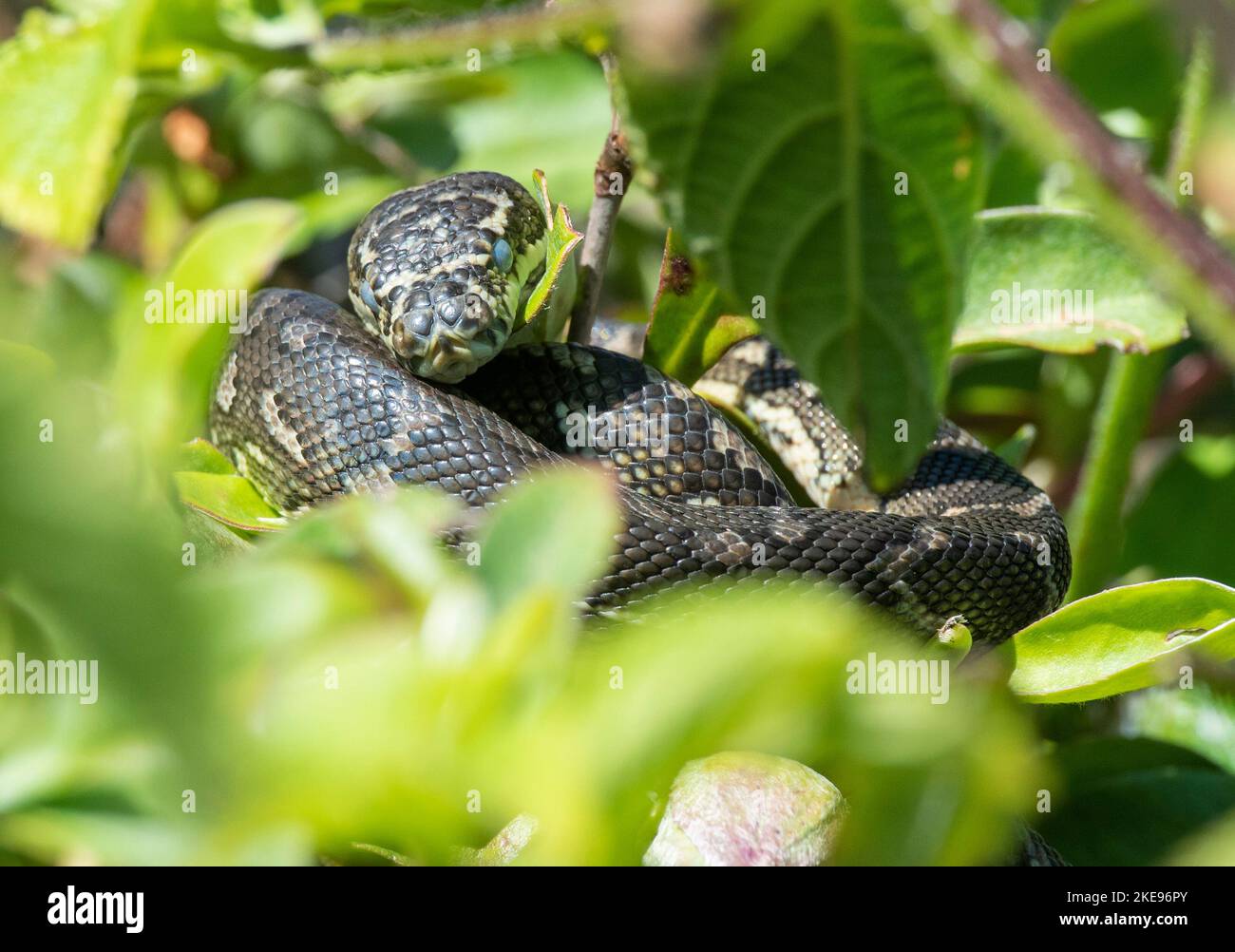 Serpent python à tapis de bébé à Urunga, Nouvelle-Galles du Sud, Australie. Banque D'Images