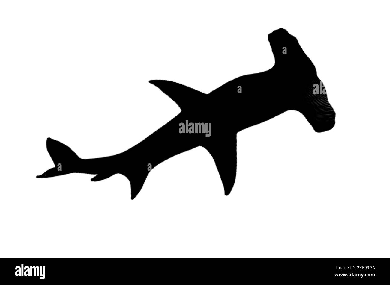 Marteau à requin silhouette noire. Illustration d'une vue de dessous de requin-marteau Banque D'Images