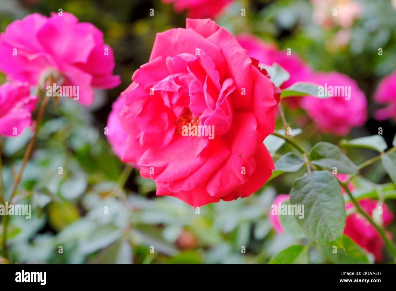 Fleur rose indienne, fleur rose élégante, plantes à fleurs roses avec fond vert feuilles. Banque D'Images