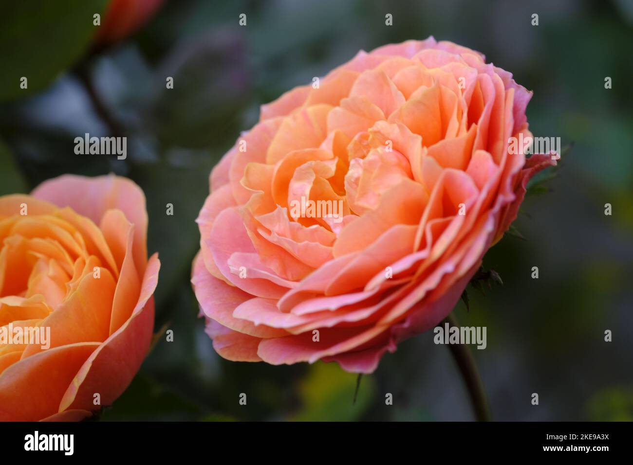 Fleur rose indienne, fleur rose élégante, plantes à fleurs roses avec fond vert feuilles. Banque D'Images