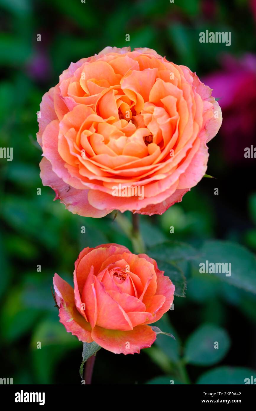 Fleur rose indienne, fleur rose élégante, plantes à fleurs roses avec fond vert feuilles. Banque D'Images