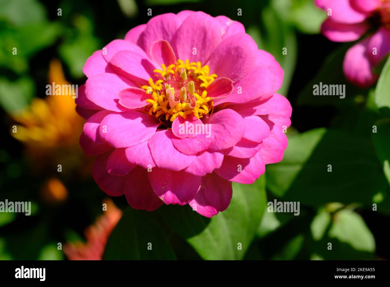 Fleur rose indienne, fleur rose élégante, plantes à fleurs roses avec fond vert feuilles. Banque D'Images
