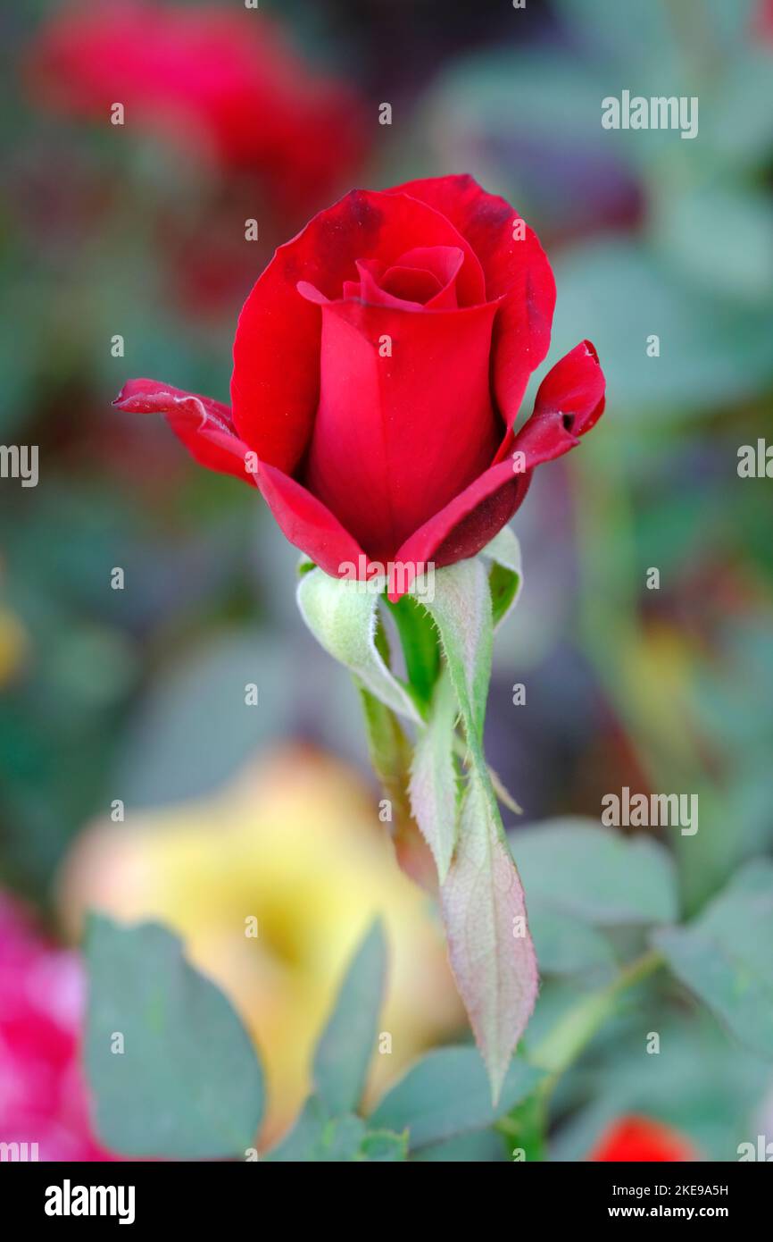 Fleur de rose indienne, fleur de rose élégante, plantes à fleurs de rose avec fond vert de feuille. Banque D'Images