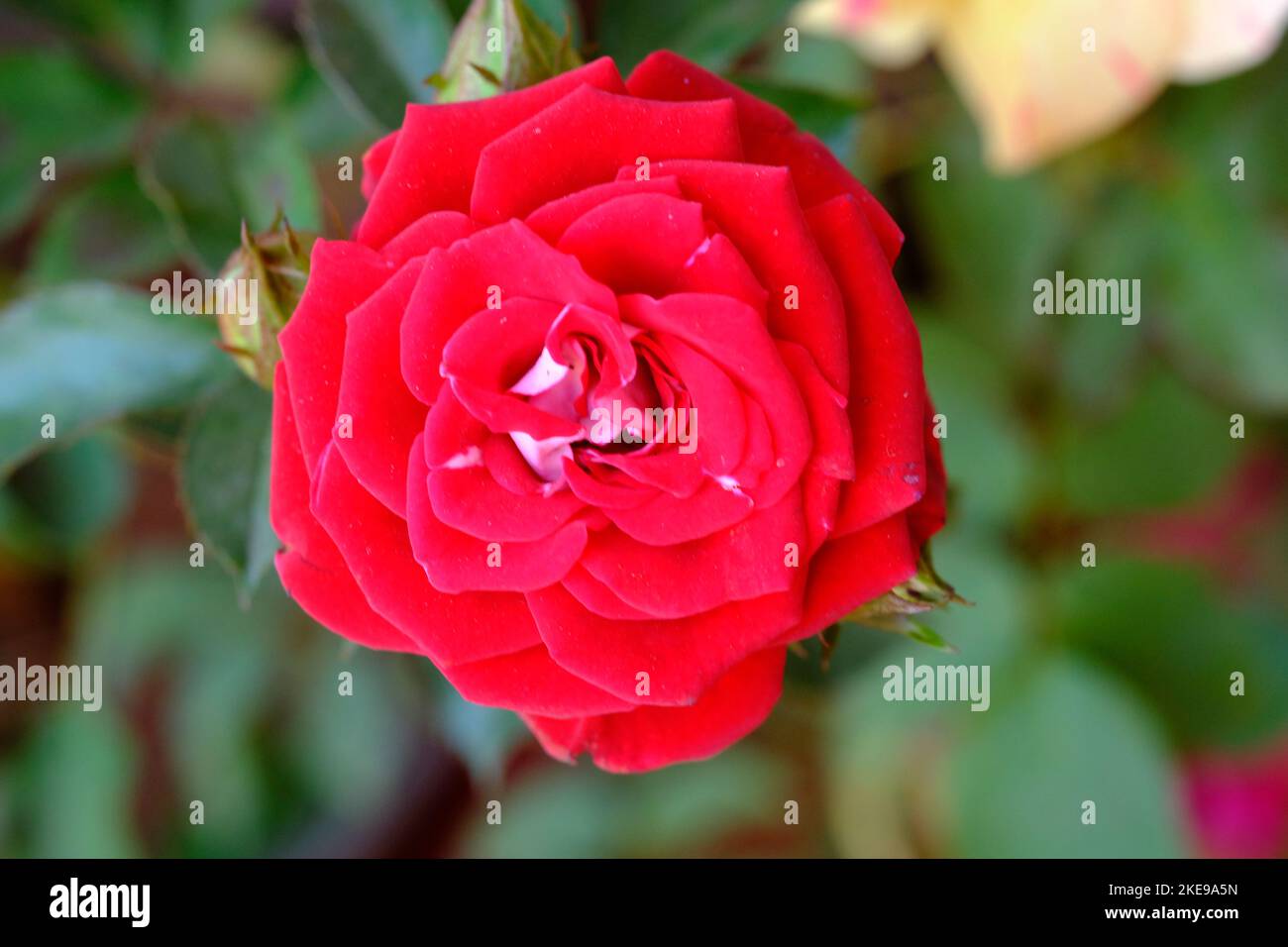 Fleur de rose indienne, fleur de rose élégante, plantes à fleurs de rose avec fond vert de feuille. Banque D'Images