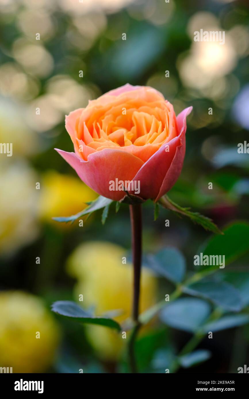 Fleur de rose indienne, fleur de rose élégante, plantes à fleurs de rose avec fond vert de feuille. Banque D'Images