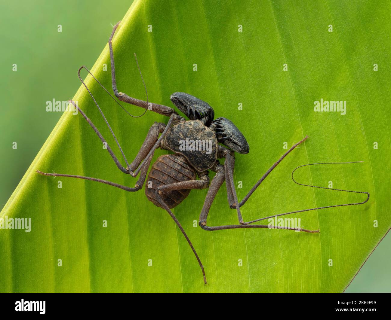 P7280888 scorpion de whip sans queue, Phrynus barbadensis, sur feuille de banane CECP 2022 Banque D'Images