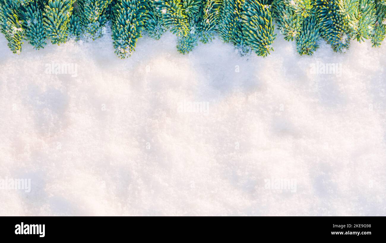 Branches d'arbre de Noël dans la neige au soleil. Fond de texture neige Banque D'Images