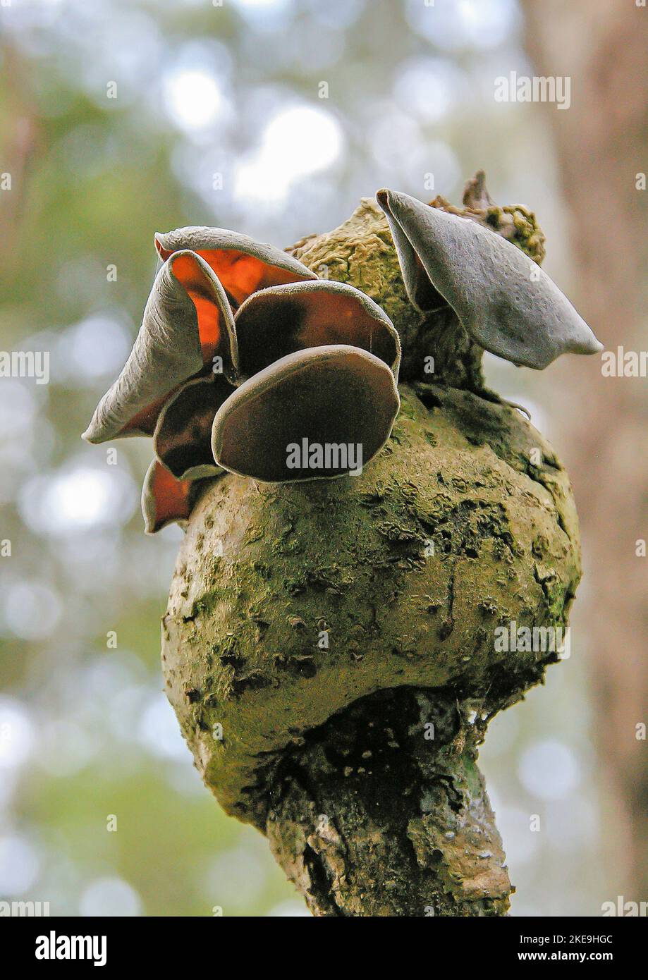 Champignons des oreilles nuageuses,champignon des oreilles de gelée (Auricularia cornée) qui pousse sur un champignon différent non identifié. Forêt tropicale, Queensland, Australie. Banque D'Images