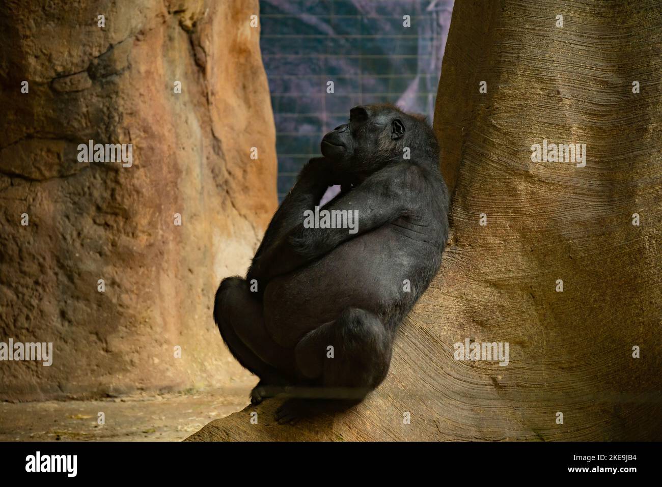 Black Gorilla est assis penchée contre le mur de pierre et regarde soigneusement dans l'autre direction. Il propse fortement son museau avec sa Paw et ses Soupirs. Banque D'Images