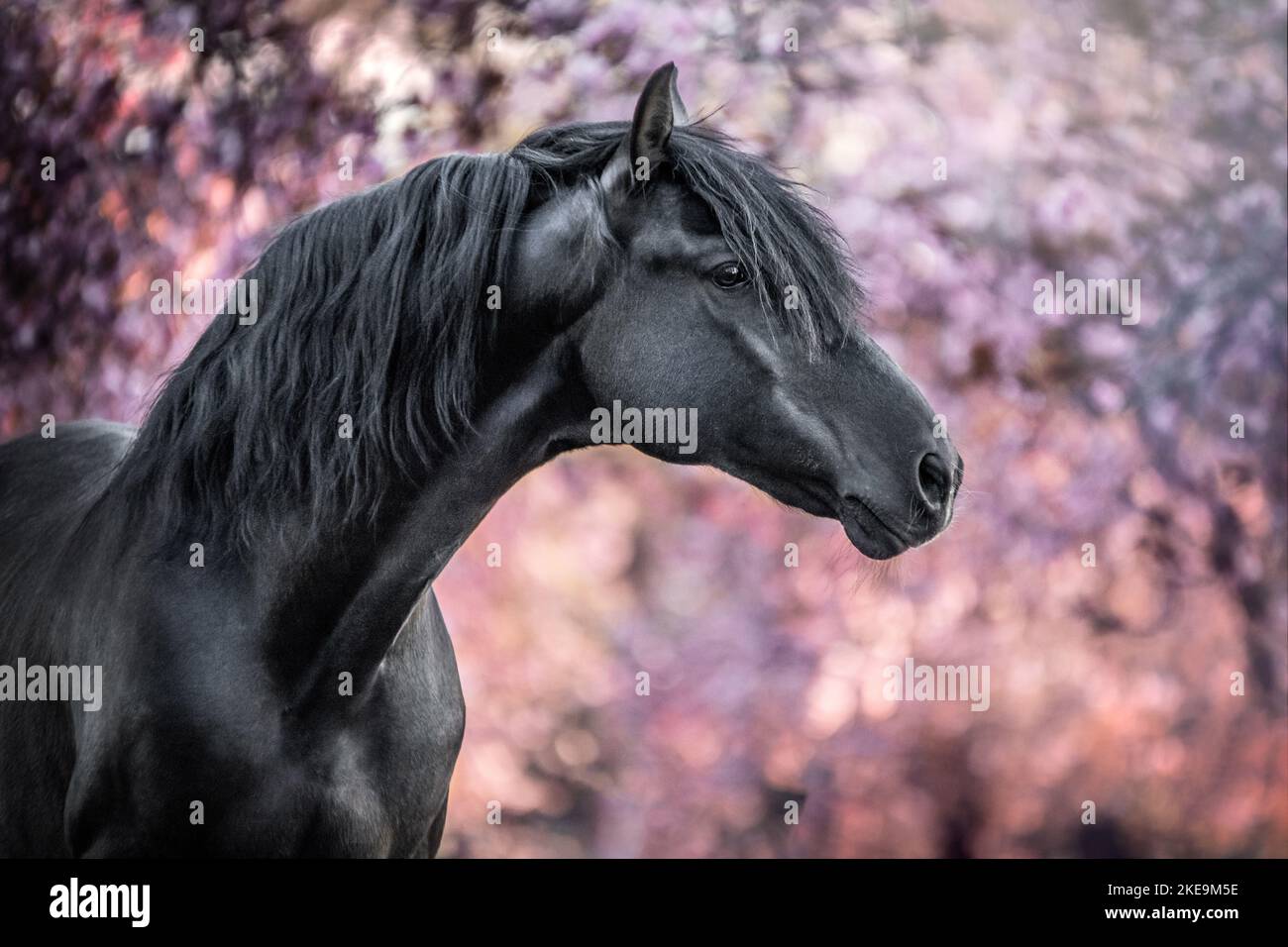 Pura Raza Espanola stallion Banque D'Images