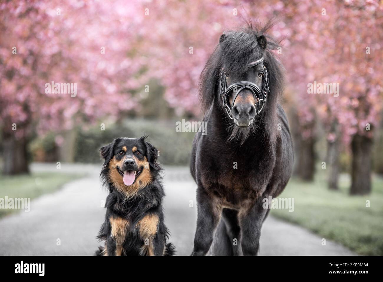 chien et poney Banque D'Images