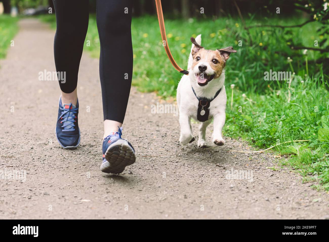 Femme qui court avec un chien pour s'entraîner pendant la marche du matin Banque D'Images