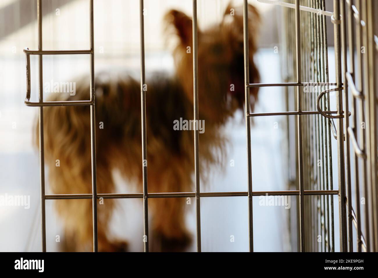 Le chien souffre de l'anxiété de séparation reste dans la cage pour éviter les mauvais comportements Banque D'Images