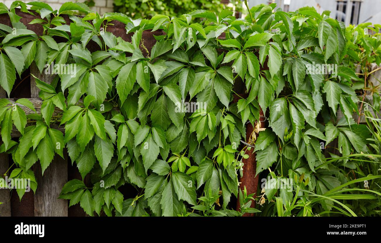 Arrière-plan de feuilles de raisins sauvages. Mur de feuilles vertes de raisins sauvages Banque D'Images