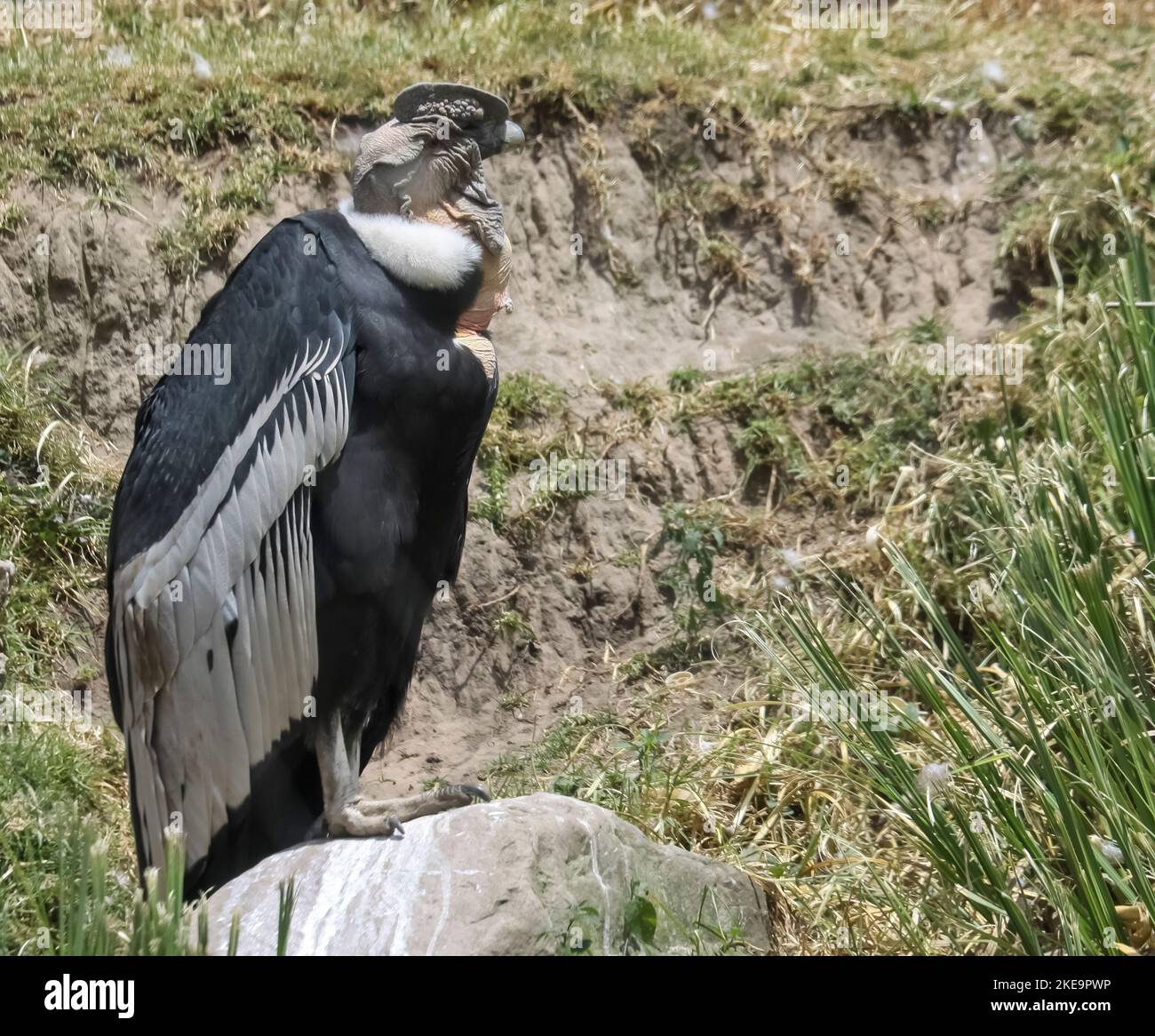 Condor andin (Vultur gryphus), Parque Condor (Condor Park), Otavalo,  Équateur les mâles ont un grand caroncle (peigne) et un larmoiement que les  femelles manquent. Sexes Photo Stock - Alamy