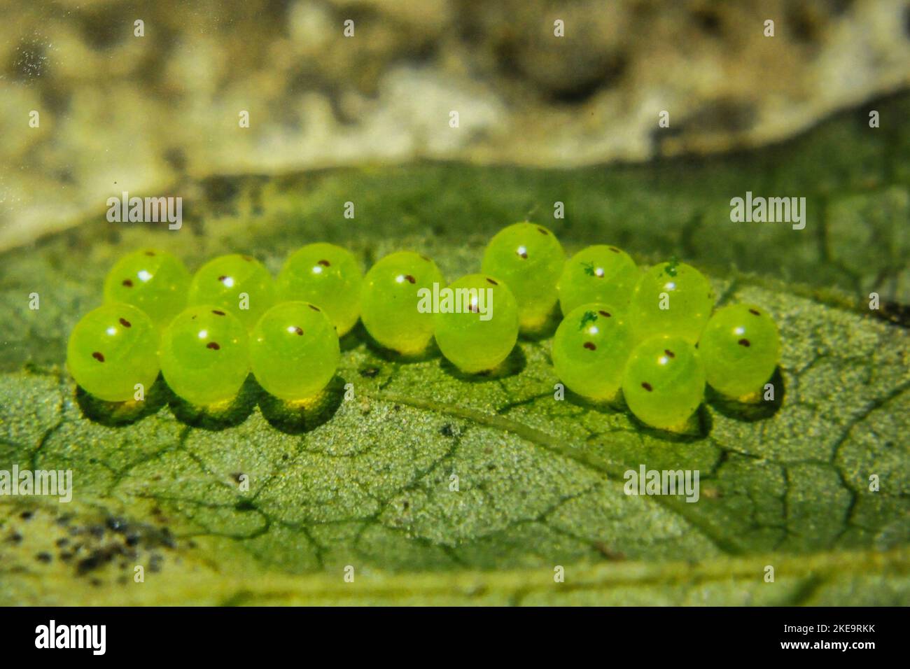 Œufs de papillons à la ferme de papillons de Mindo Mariposario, vallée de Mindo, Équateur Banque D'Images
