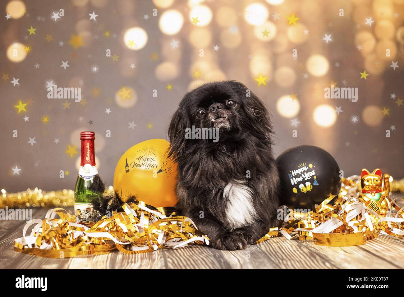 pekingese en studio Banque D'Images