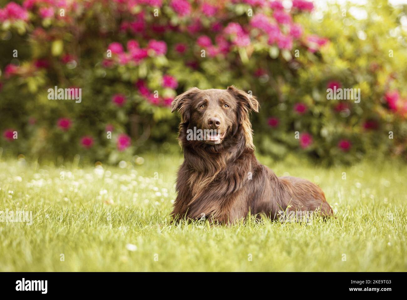 Plat-couché-Retriever-Australian-Shepherd en été Banque D'Images