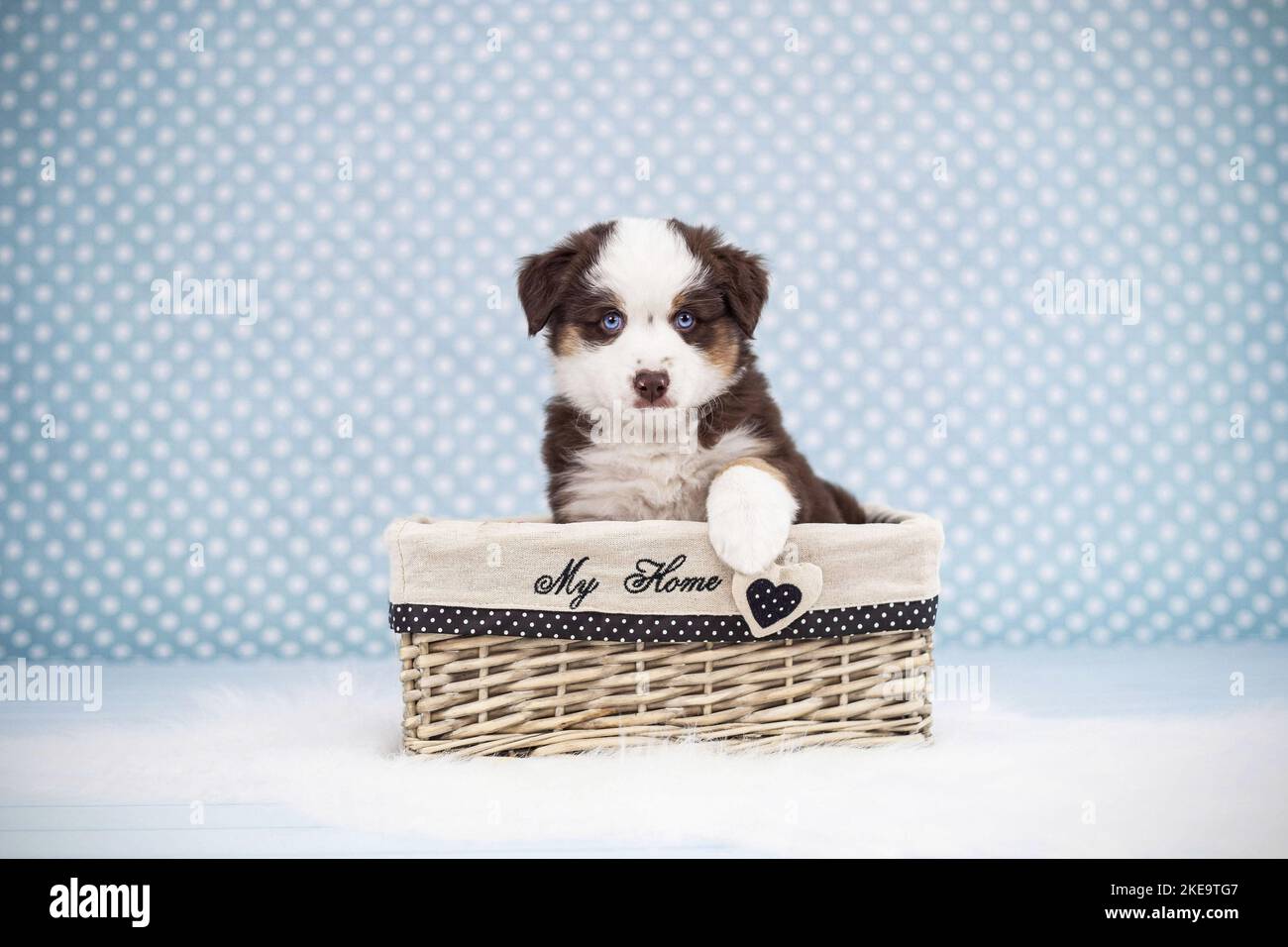 Mini-chien de berger américain Banque D'Images