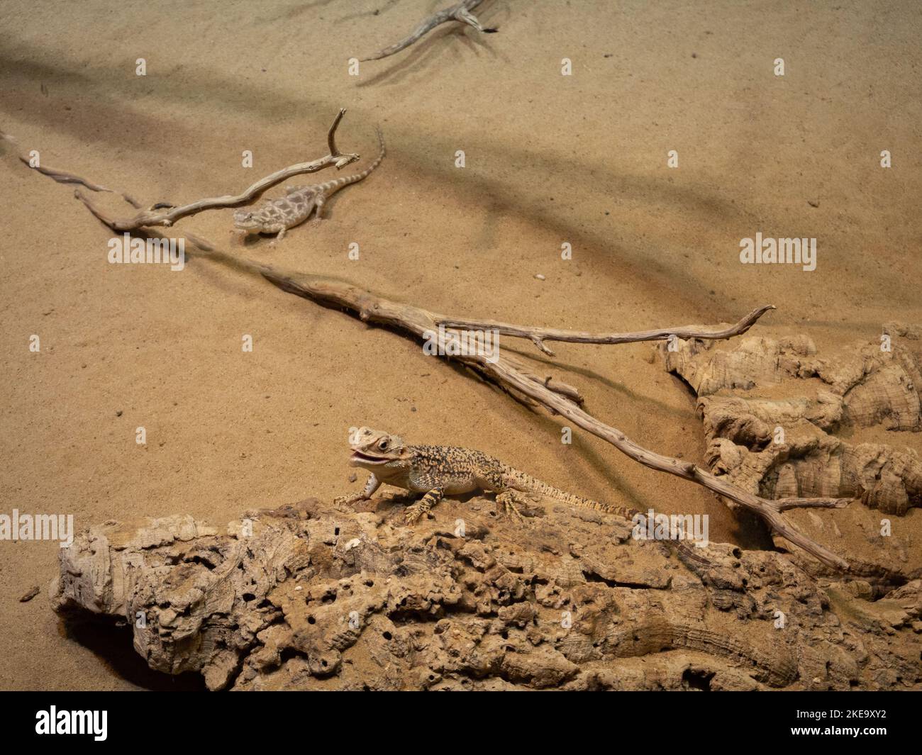 Deux lézards épineux du désert sur le sable Banque D'Images