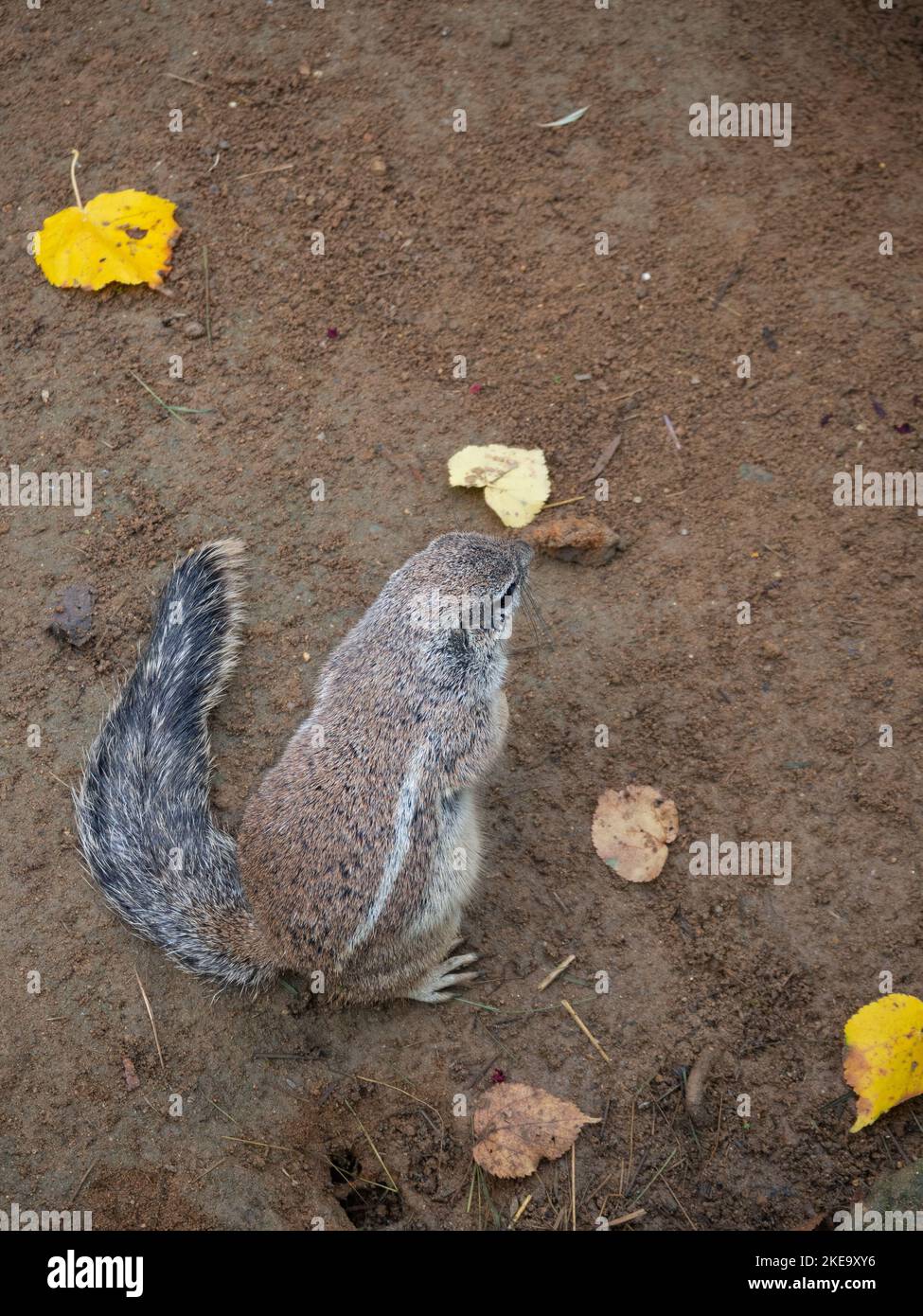 Mignonne d'écureuil mangé ou d'écureuil d'Afrique du Sud Banque D'Images