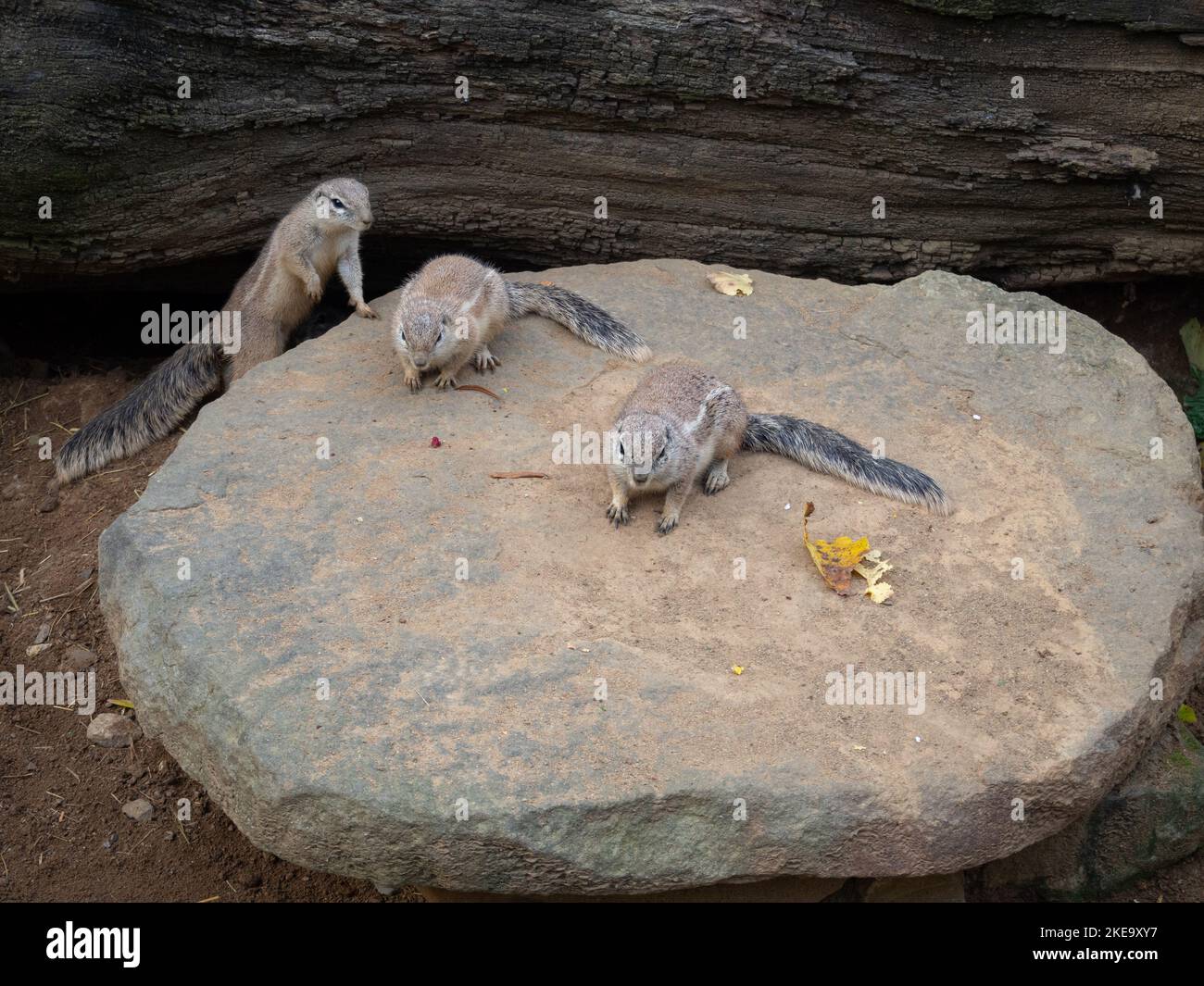 Trois mignons écureuils mangés ou écureuils terrestres sud-africains Banque D'Images