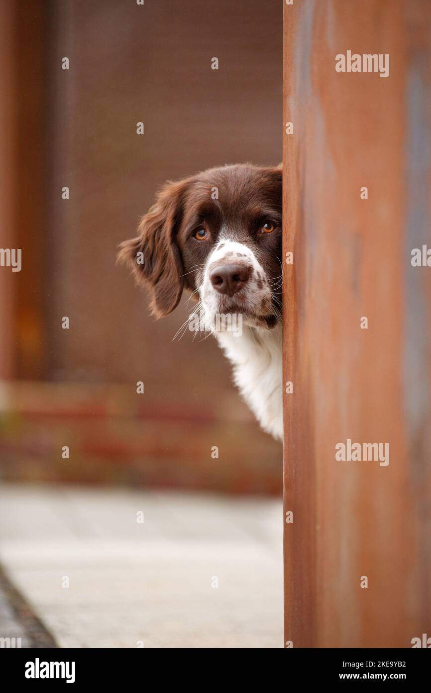 Portrait du chien de garde hollandais Banque D'Images