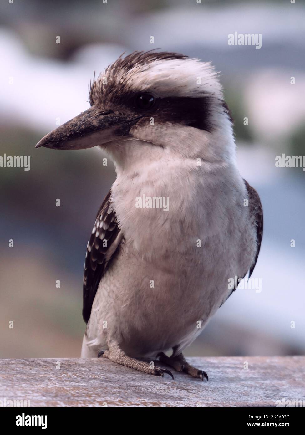 Oiseau indigène australien, Kookaburra, Australie Banque D'Images