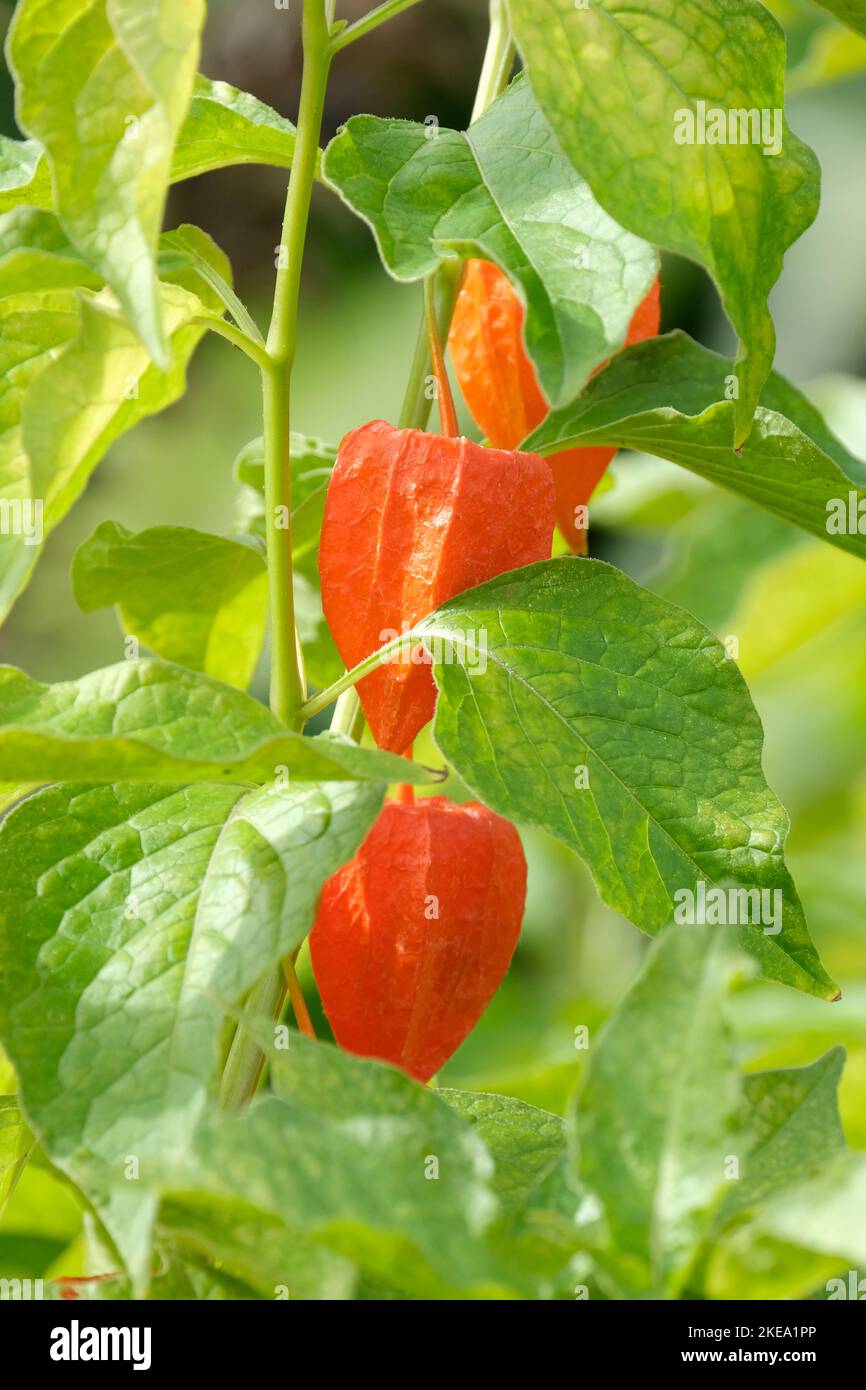 Alkekengi officinarum, cerisier à vessie, lanterne chinoise, lanterne japonaise, cerisier d'terre fraise, cerise d'hiver Banque D'Images