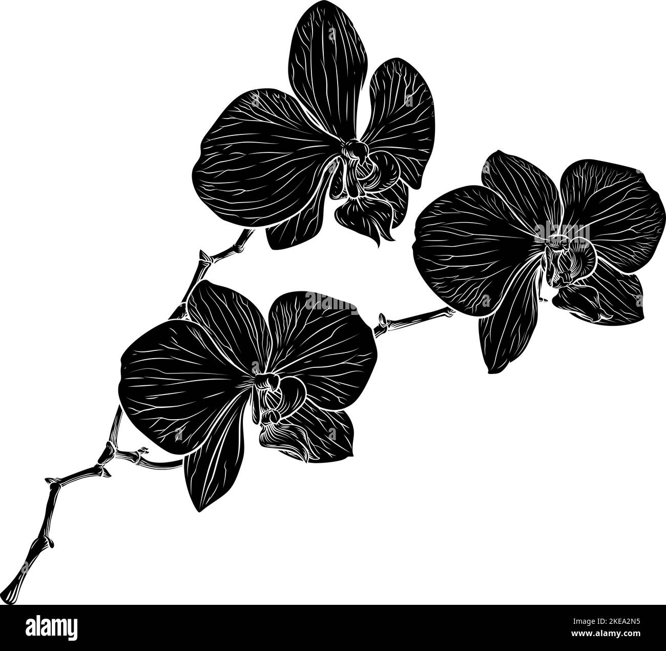 Orchid Flower Woodcut Orchids Graphic Design Illustration de Vecteur Orchid Flower Woodcut Orchids Graphic Design Illustration de Vecteur