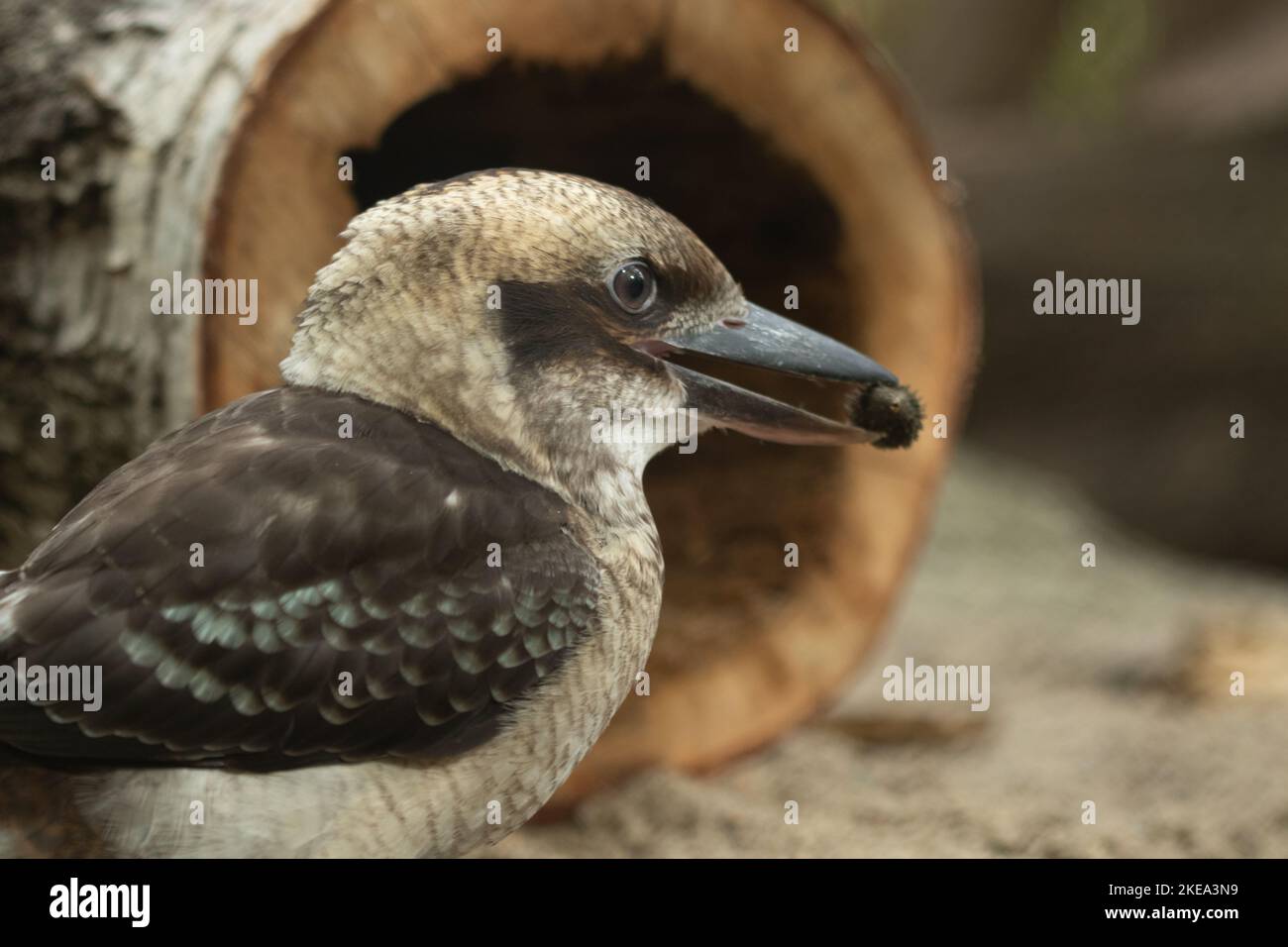 Kookaburra riant (Dacelo novaeguineae) perché près d'une bûche d'arbre, espèce australienne de kingfisher connue pour son appel riant distinctif. Banque D'Images