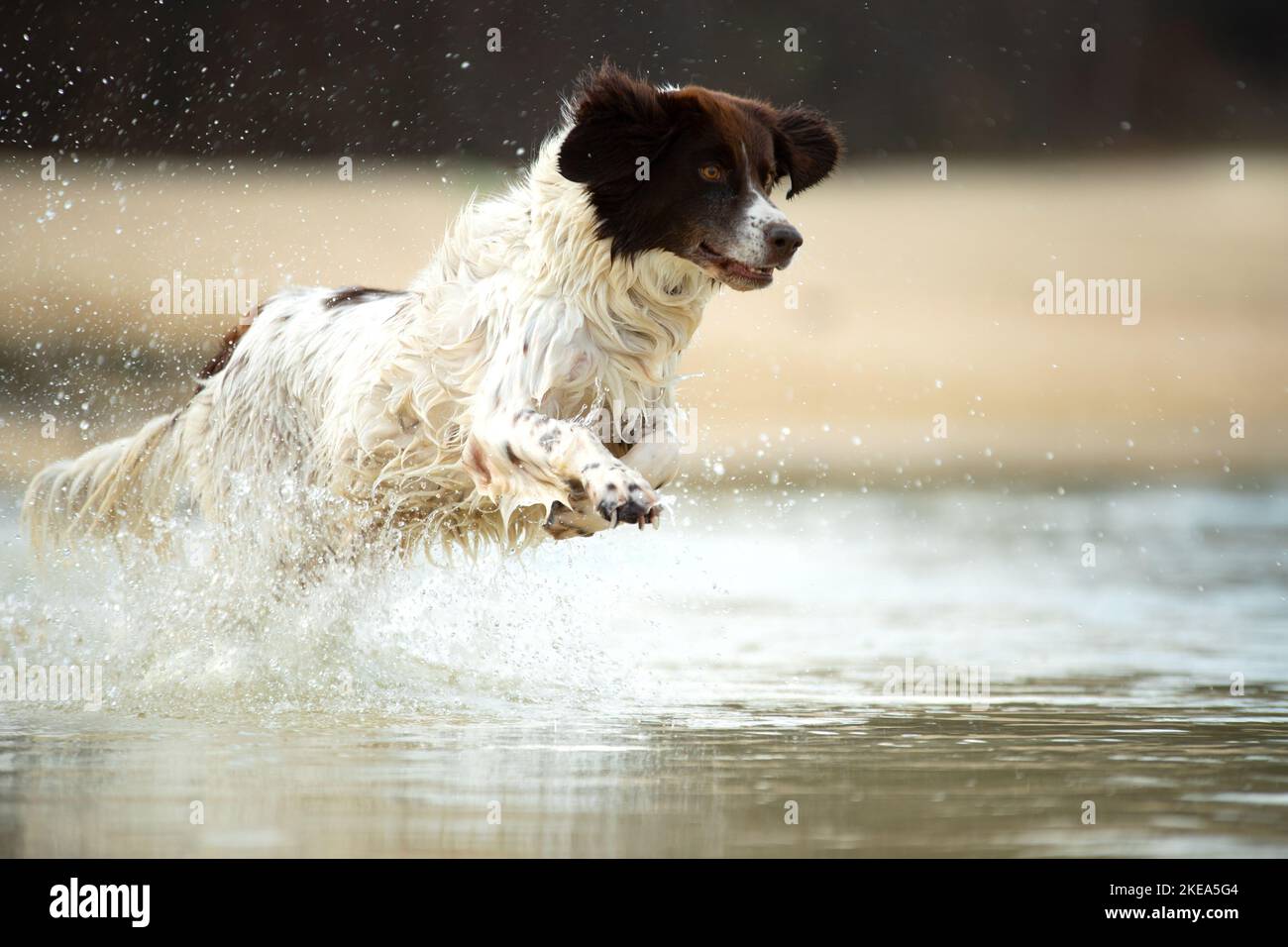 Chien de course à pied hollandais Banque D'Images