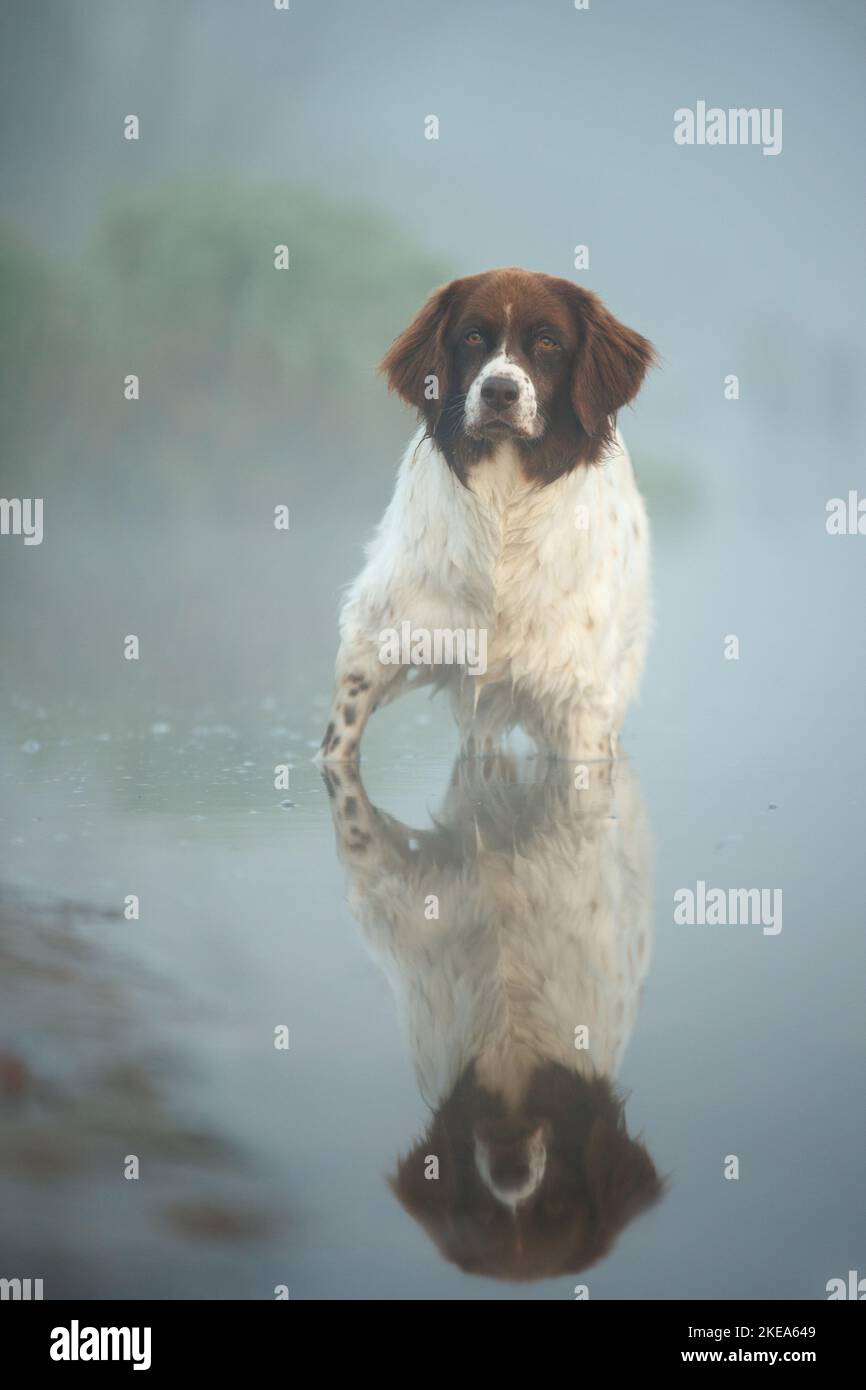 Chien de perdrix hollandais dans le brouillard Banque D'Images