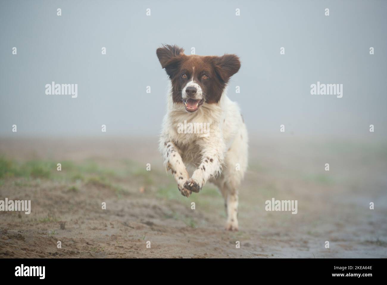 Chien de perdrix hollandais dans le brouillard Banque D'Images