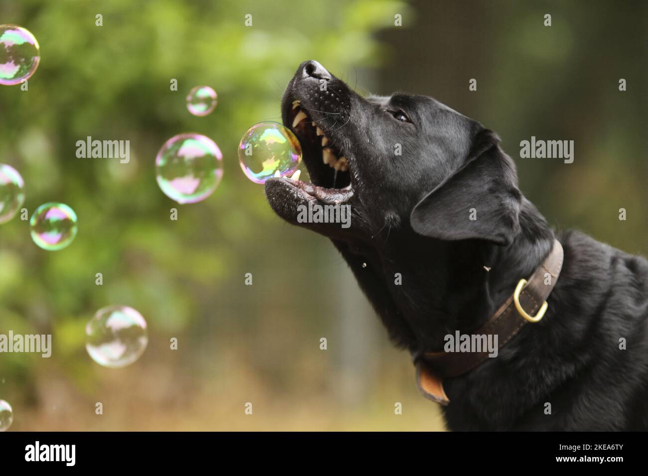 Labrador Retriever portrait Banque D'Images