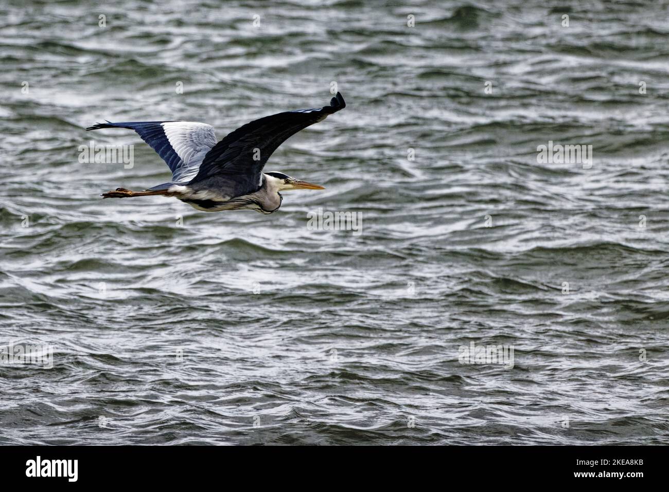 Heron gris survolant les vagues sur la côte de Conwy, au nord du pays de Galles, au Royaume-Uni Banque D'Images