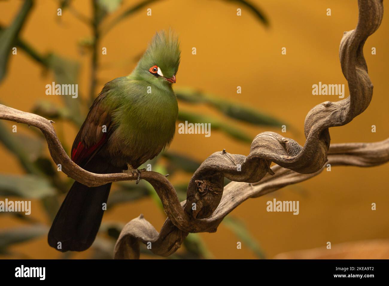 Turaco vert (Tauraco persa) perché sur une branche torsadée, oiseau tropical exotique au plumage vibrant Banque D'Images
