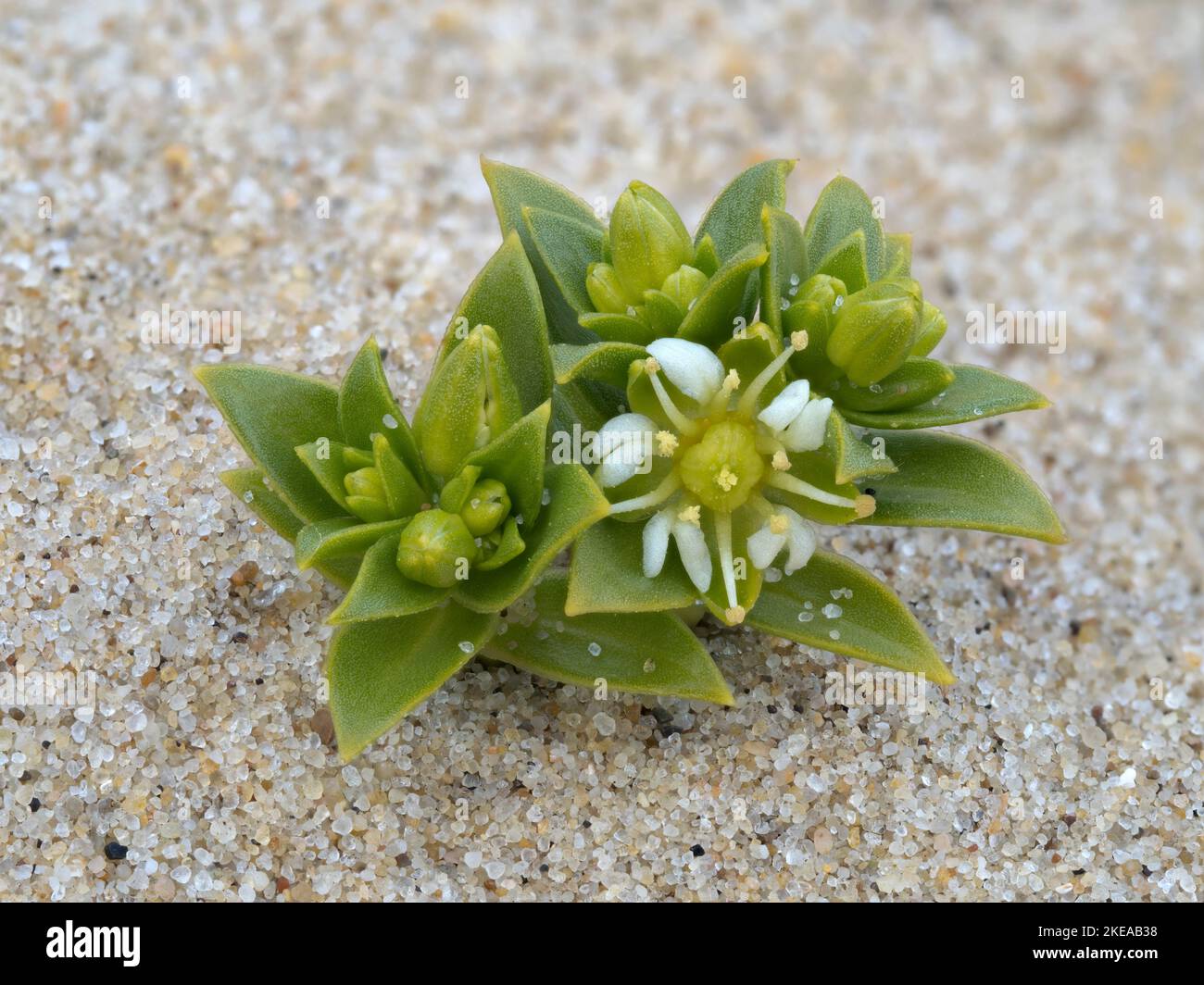 Sea Sandwort, Honnenya peploides, plante florale côtière Norfolk, mai Banque D'Images