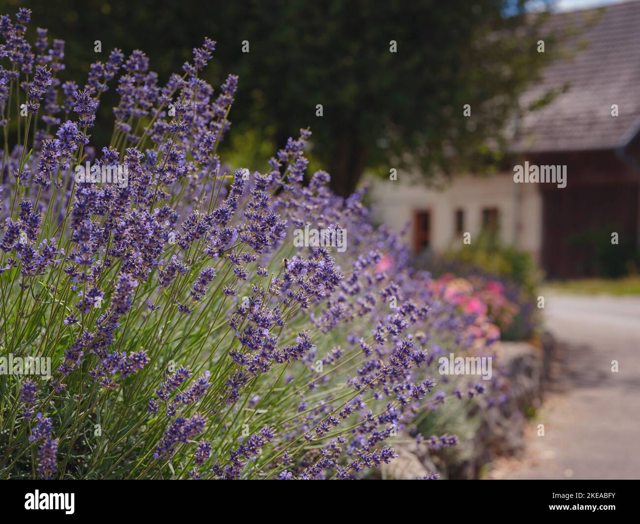 Lavande dans le jardin. Les lavenda aromatiques de Provence française se développent entouré de pierres blanches et de galets dans la cour de la maison. Banque D'Images