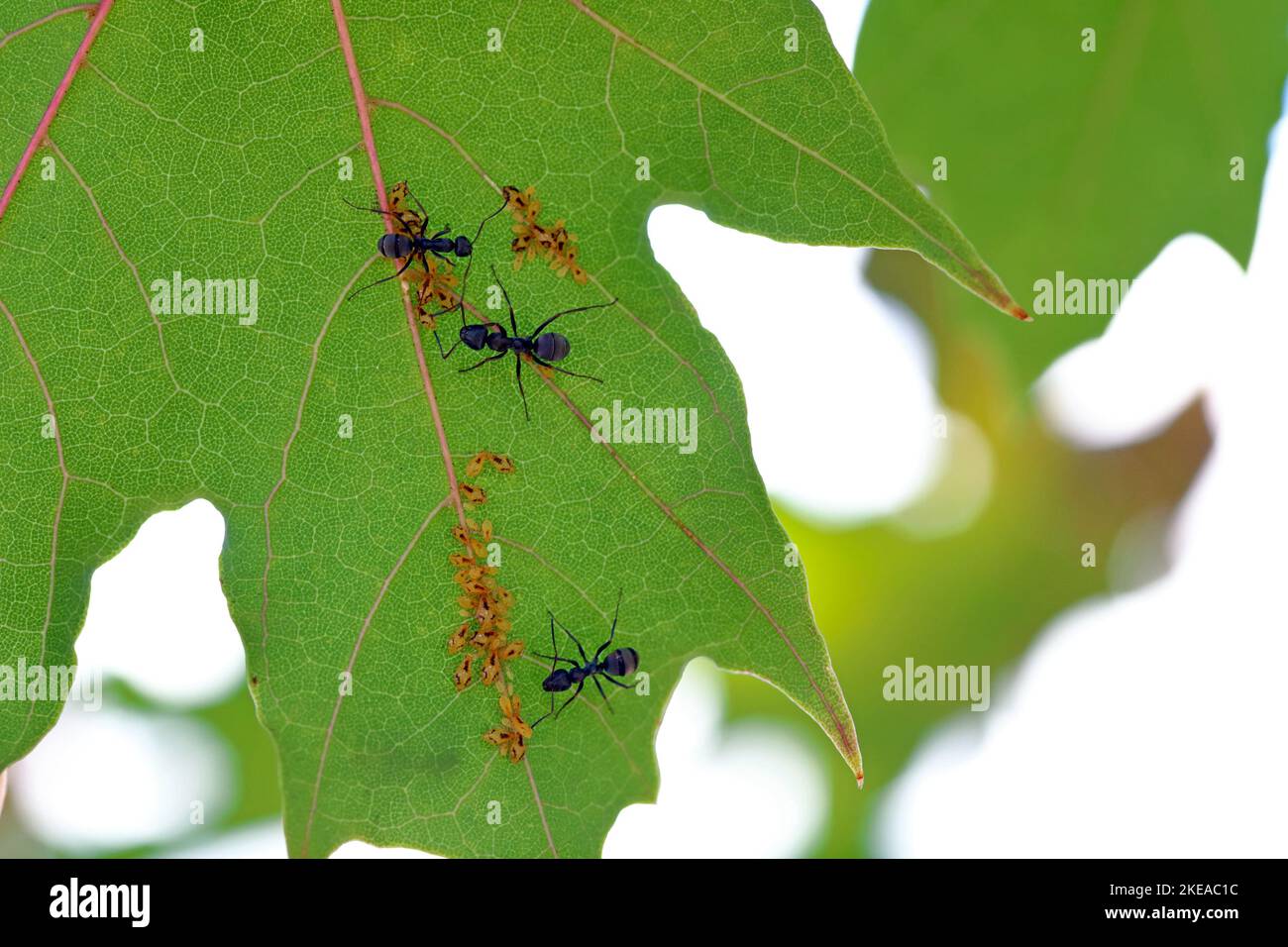 Puceron de sycamore, Drepanosiphum acerinum. Colonie d'pucerons sur le dessous d'une feuille d'érable commune avec des fourmis. Banque D'Images
