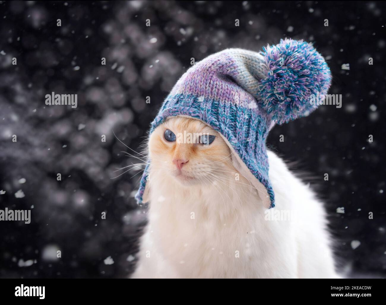 Ragdoll en hiver Banque D'Images