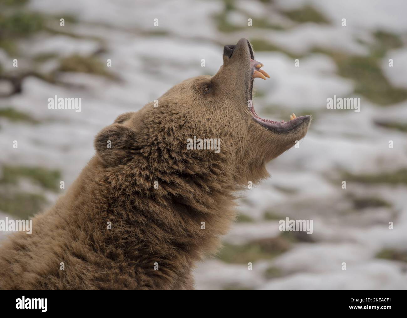 ours brun Banque D'Images