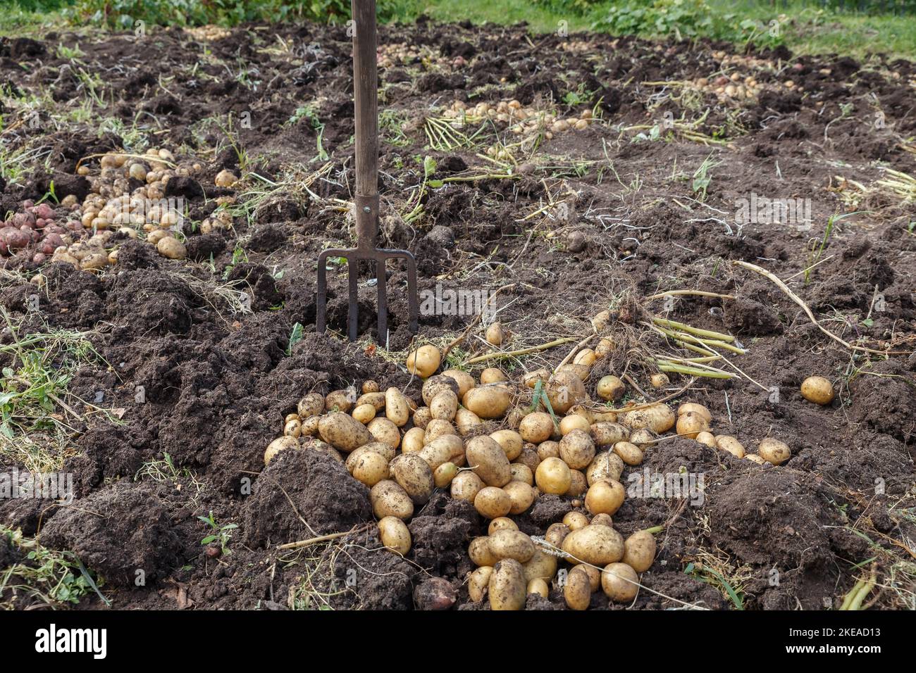 Fourche qui dépasse du sol. Creusage de pommes de terre. Récolte des pommes de terre en automne. Banque D'Images